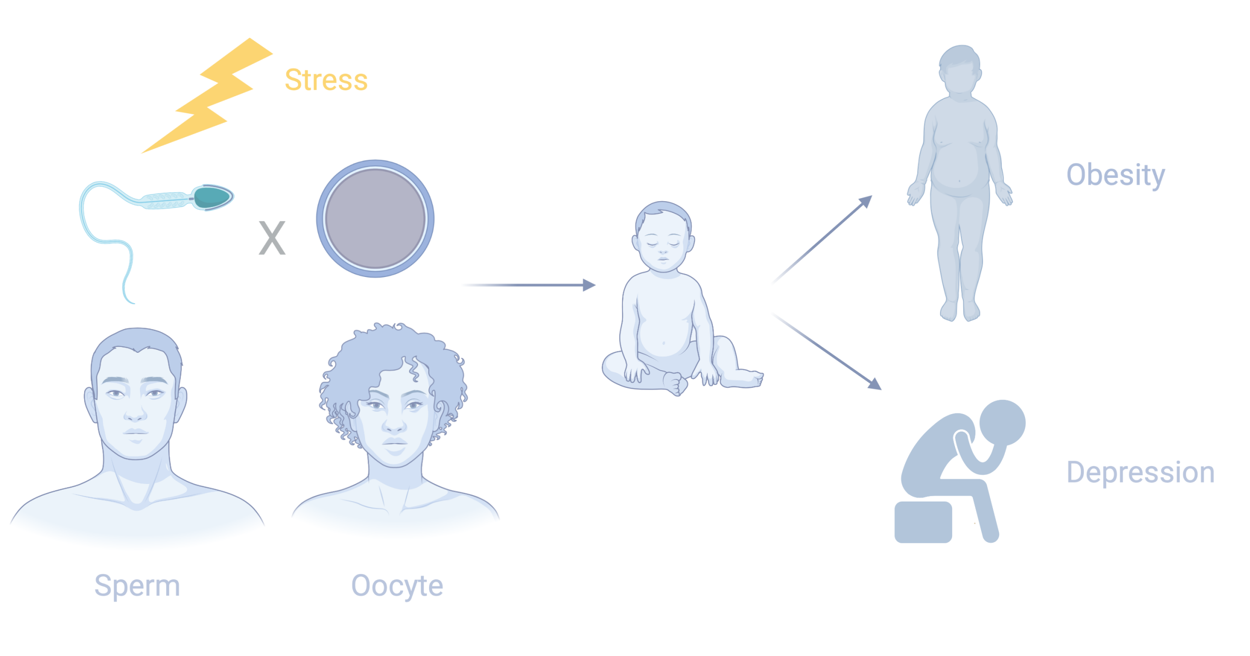 Scheme of germline mediated effects of stress across generations. Made with Biorender